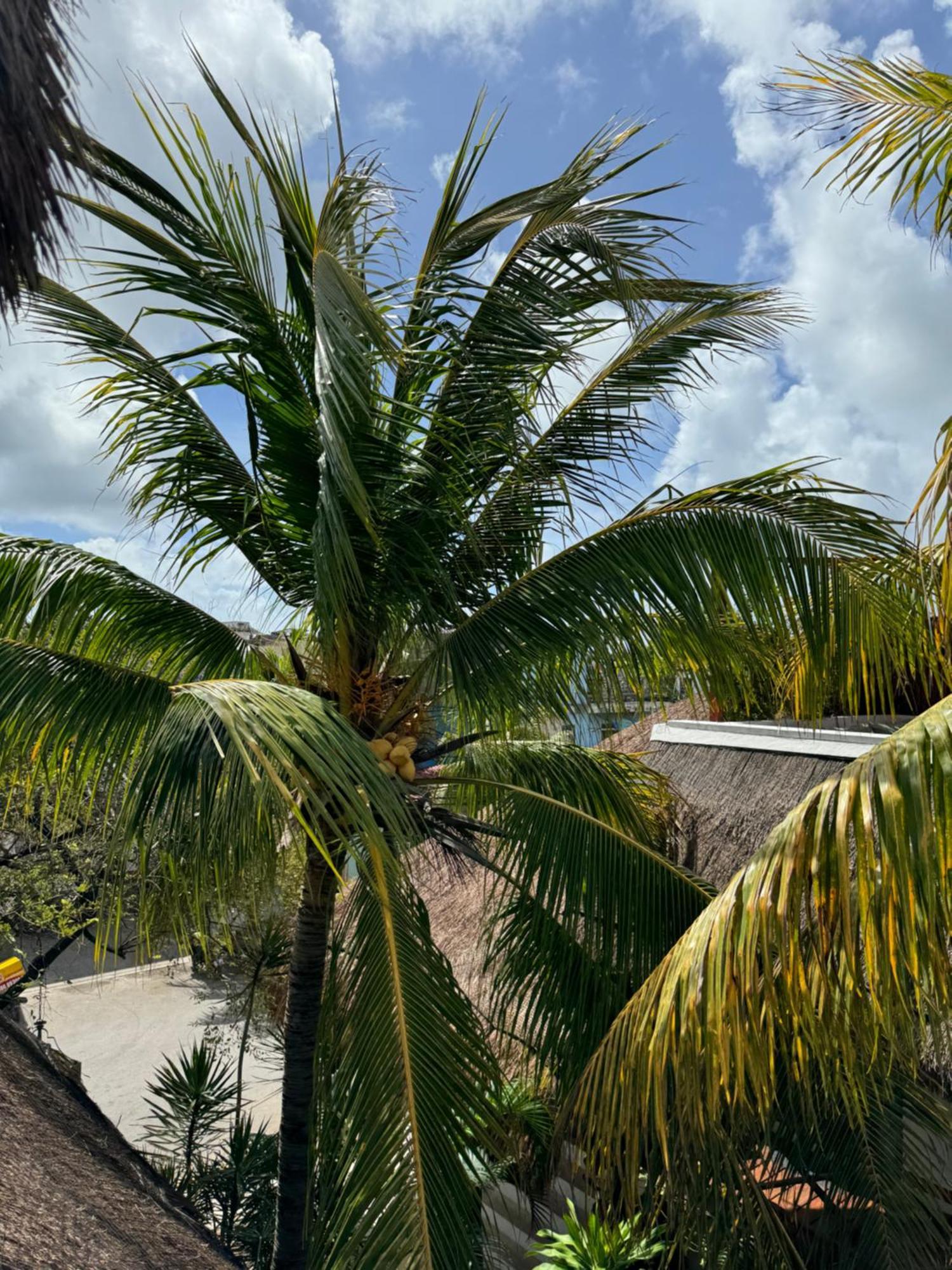 Kin Ha Tulum Hotel Eksteriør bilde